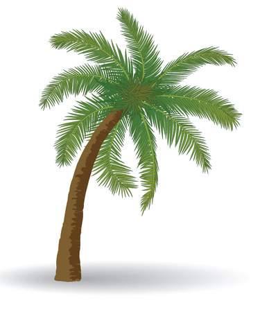 Coconut palm tree on a white background のイラスト素材