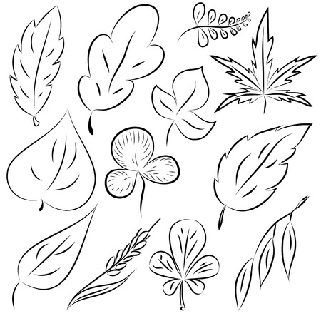Vector set of leaves, collection of hand-drawn leaves のイラスト素材