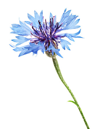 Beautiful blue cornflower isolated on white background の写真素材