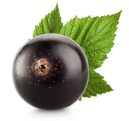 black currant with leaf isolated on white background の写真素材