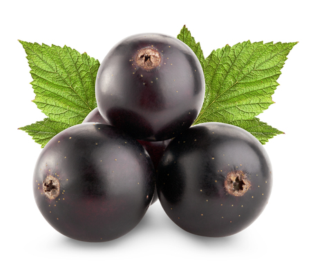 black currant with leaf isolated on white background の写真素材