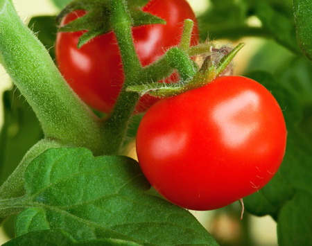 Red tomatoes in the garden. Shallow depth of fieldの写真素材