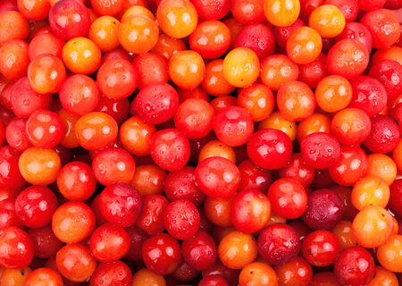 background of ripe juicy cherry plum