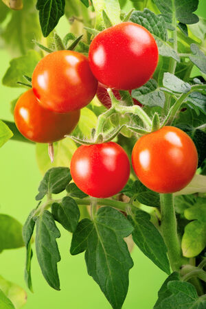Red tomatoes in the garden. Shallow depth of fieldの写真素材