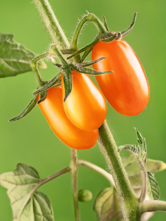 Yellow tomatoes in the garden. Shallow depth of fieldの写真素材