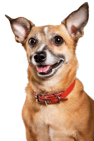 Russian toy terrier is a mini dogの写真素材
