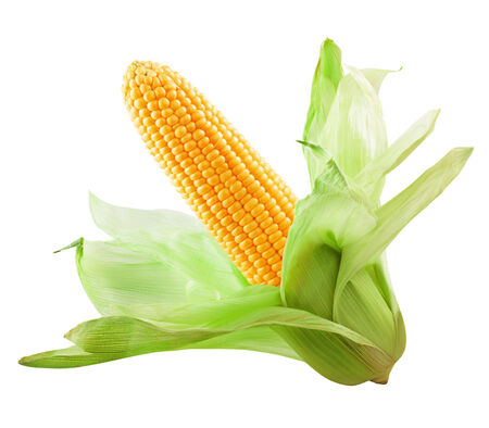 Corn isolated on a white background. Clipping Pathの写真素材