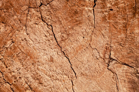 Wood texture of cut tree trunk, closeup の写真素材
