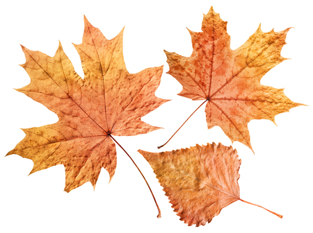plane tree leaf isolated on white. Clipping Pathの写真素材