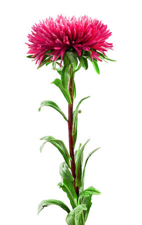 pink aster flower on a white background の写真素材