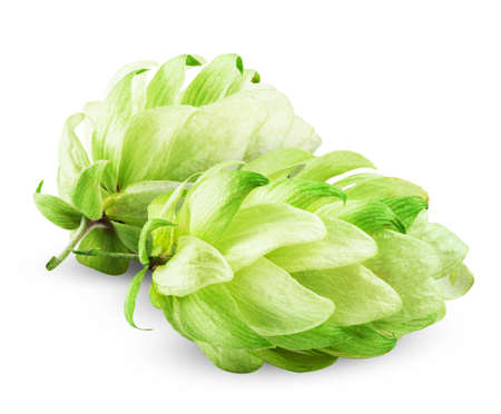 Fresh hops isolated on a white backgroundの写真素材
