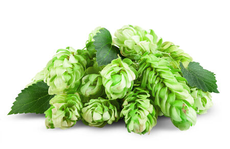 Fresh Hop isolated on the white background. Clipping Path