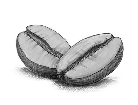 hand-drawn sketch of coffee beans on a white backgroundの写真素材