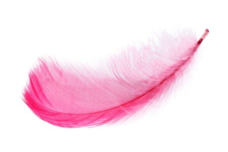 Pink feather over white backgroundの写真素材