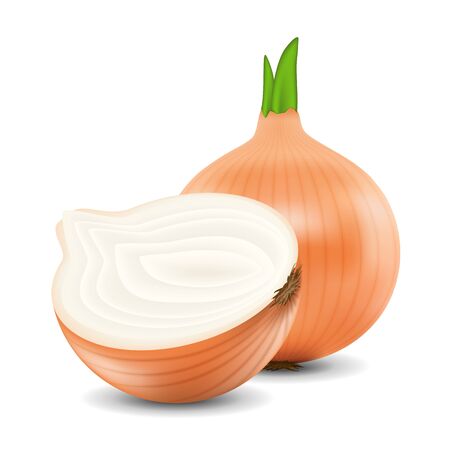 Fresh onion isolated on white background. Onion for marketのイラスト素材