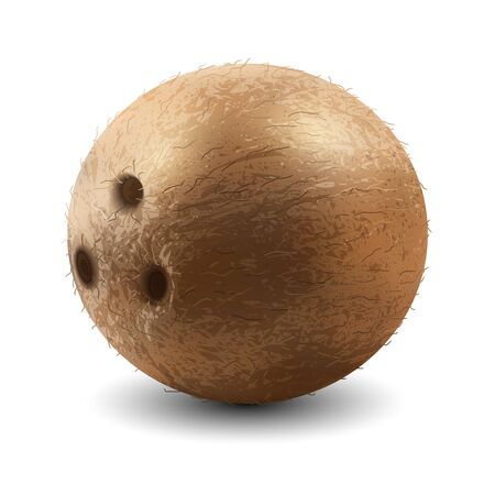 Whole coconut isolate on white background. Realistic vectorのイラスト素材