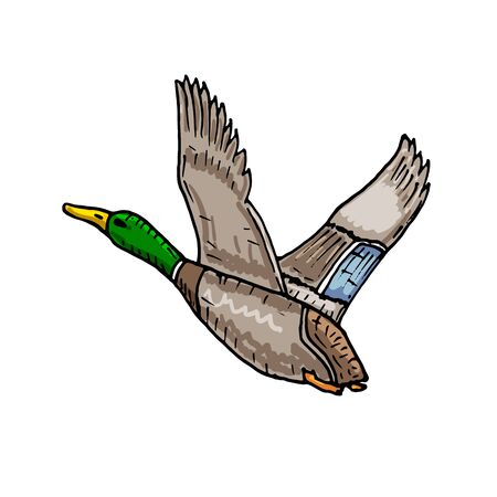 Mallard duck vector sketch wild bird iconのイラスト素材