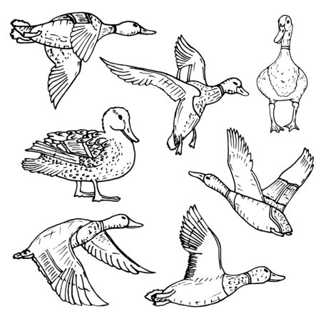 Mallard duck vector sketch wild bird iconのイラスト素材