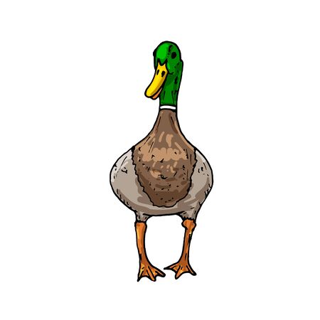 Mallard duck vector sketch wild bird iconのイラスト素材