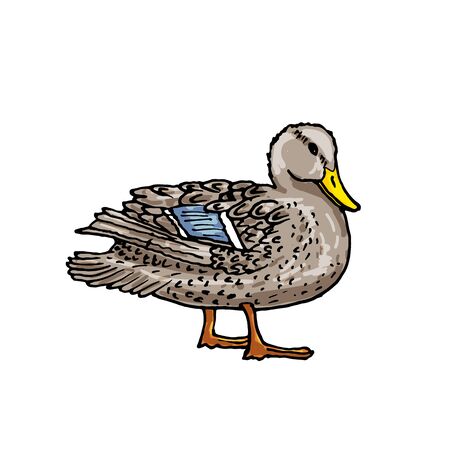 Mallard duck vector sketch wild bird iconのイラスト素材
