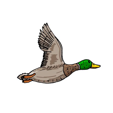 Mallard duck vector sketch wild bird iconのイラスト素材