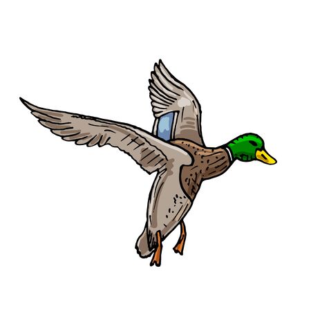 Mallard duck vector sketch wild bird iconのイラスト素材