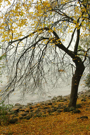 Autumn yellow leaves on a treeの写真素材