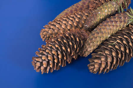 fir-cone on a blue backgroundの写真素材