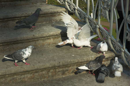 Pigeons on a stone ladderの写真素材