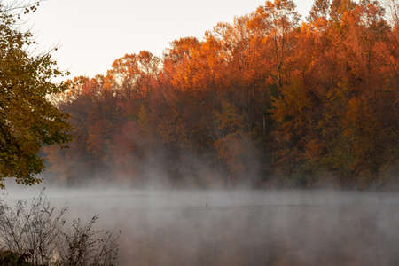 A duck goes for a swim in an autumn pondの写真素材