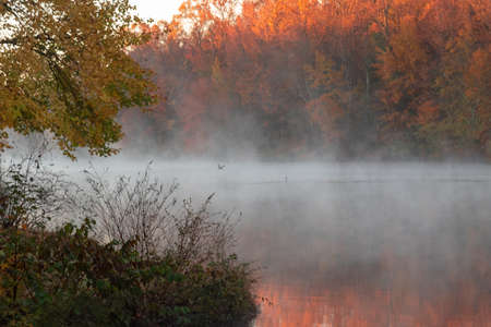 Ducks swim and fly over an autumn pondの写真素材
