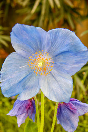 A rare blue poppy in bloomの写真素材