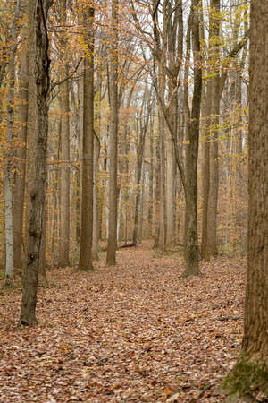 Walking through an autumnal wilderness to nowhereの写真素材