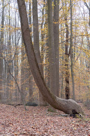 A tree bending toward the sunの写真素材