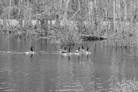 One lonely goose is lefr behind by his friendsの写真素材