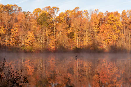 Duck flying over water during the fall seasonの写真素材