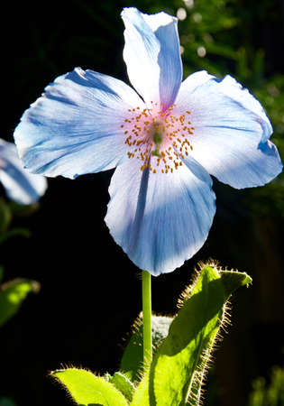 A rare blue poppy in bloomの写真素材