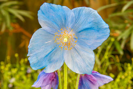 Blue Poppy in Bloomの写真素材