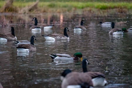 A mallard duck in the middle of geeseの写真素材