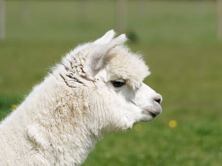 A head portrait of a farmed Alpaca in a meadowの写真素材