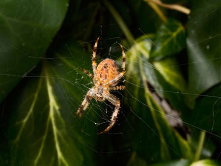 Solitary garden spider building a web amongst ivy leaves in a garden.