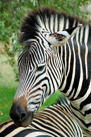 Zebra in Zambiaの写真素材