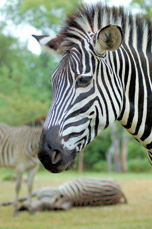 Zebra in Zambiaの写真素材