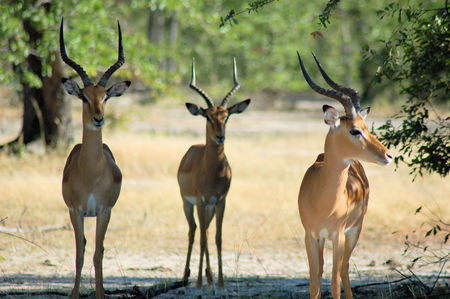 Lechwe Antelope, Chobe National Parkの写真素材