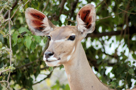 Female Kudu in Africaの写真素材