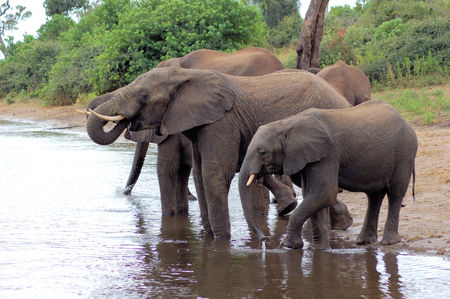 Elephants bathing in a lake in Botswana, Africaの写真素材