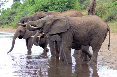 Elephants bathing in a lake in Botswana, Africaの写真素材