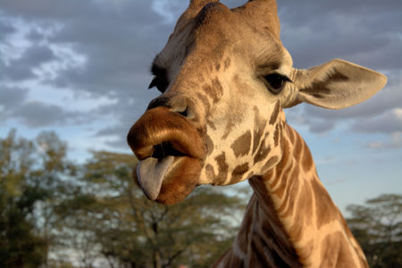 Giraffe with tongue sticking outの写真素材