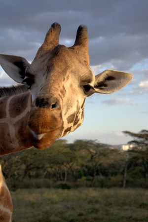 Giraffe with tongue sticking outの写真素材