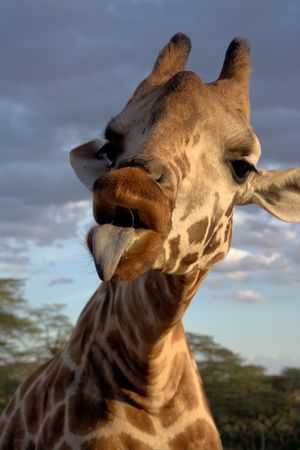Giraffe with tongue sticking outの写真素材